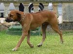 Cães