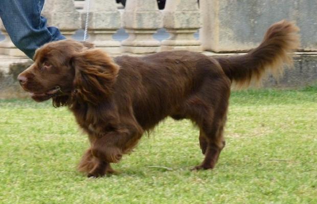 Sussex Spaniel