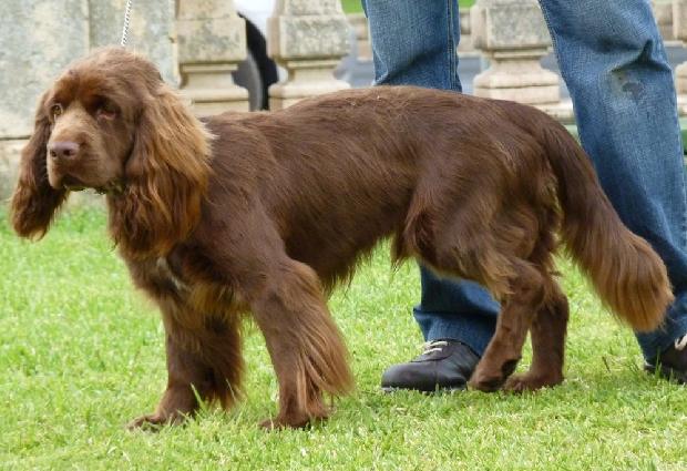 Sussex Spaniel
