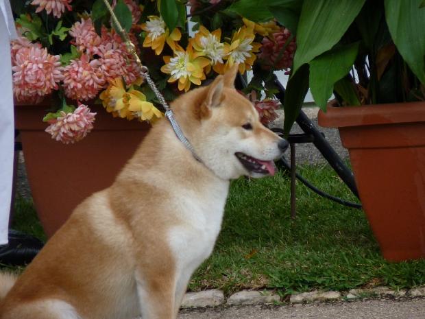 Shiba Inu