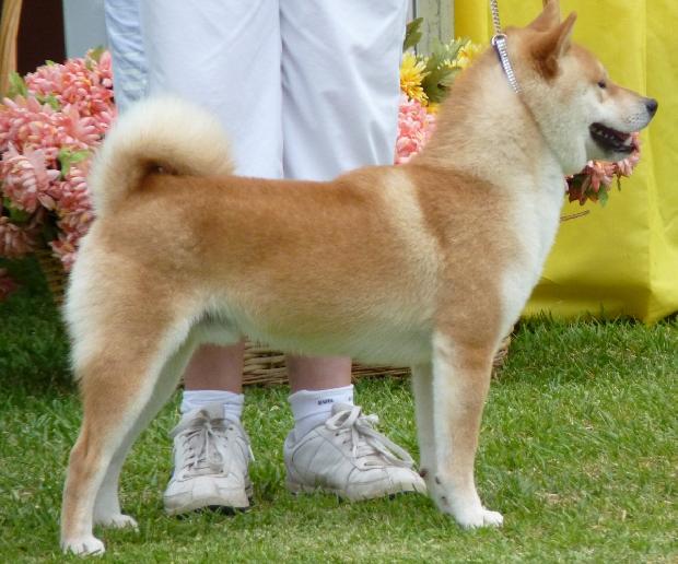 Shiba Inu