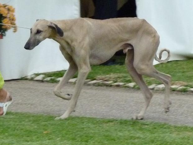 Galgo Árabe