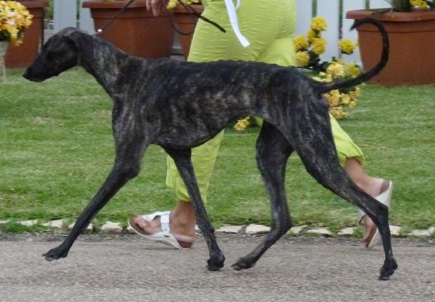 Galgo Árabe