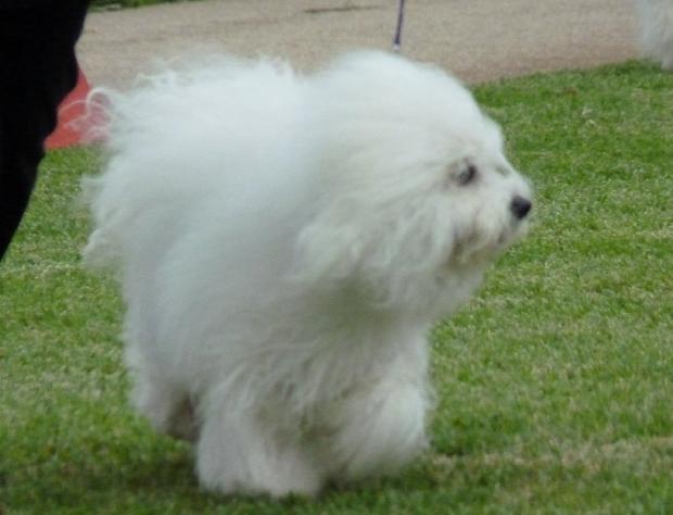Bichon Bolonhês