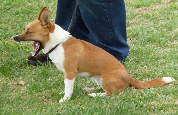 Podengo Português Pequeno de Pêlo Liso