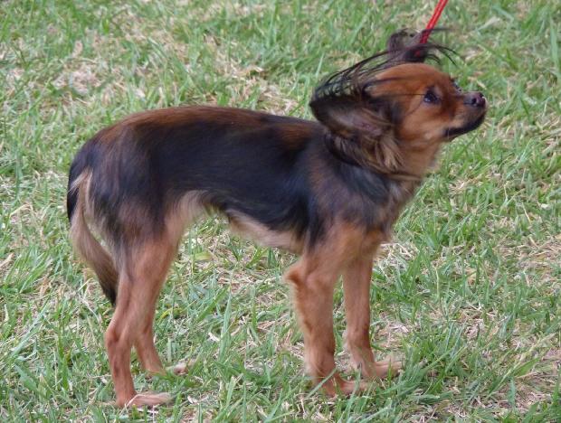 Pequeno Cão Russo
