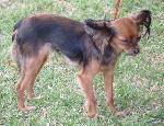 Cães