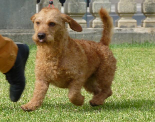 Basset Fauve de Bretagne
