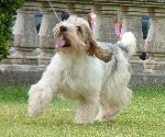 Cães