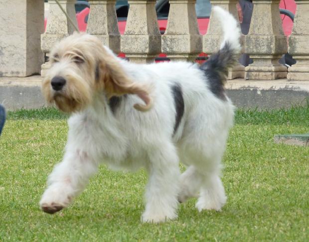 Grand Basset Griffon Vendéen