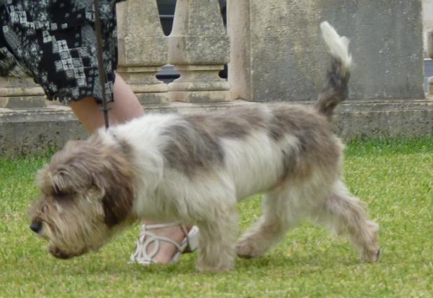 Petit Basset Griffon Vendéen