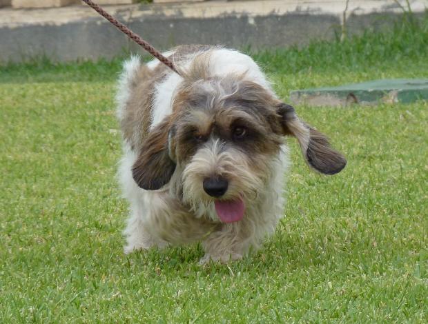 Petit Basset Griffon Vendéen