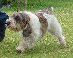 Cães