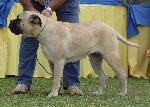 Cães