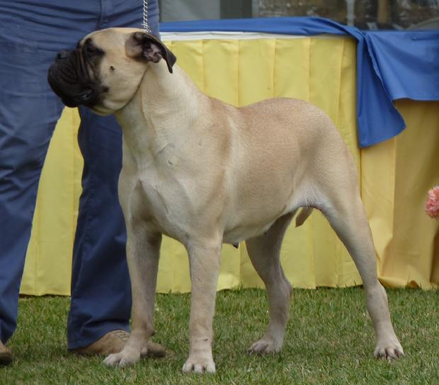 Bullmastiff
