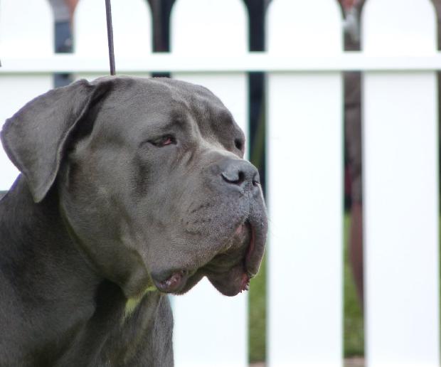 Cane Corso Italiano