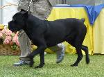 Cães