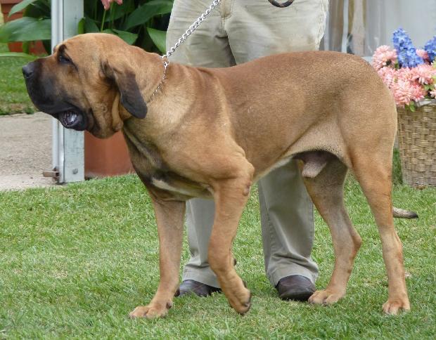 Fila Brasileiro