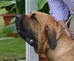 Cães