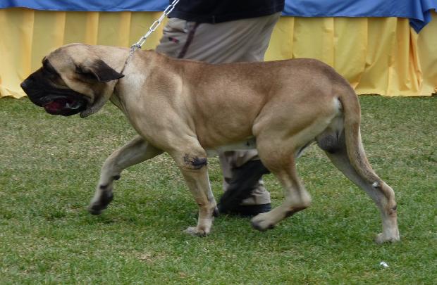 Fila Brasileiro