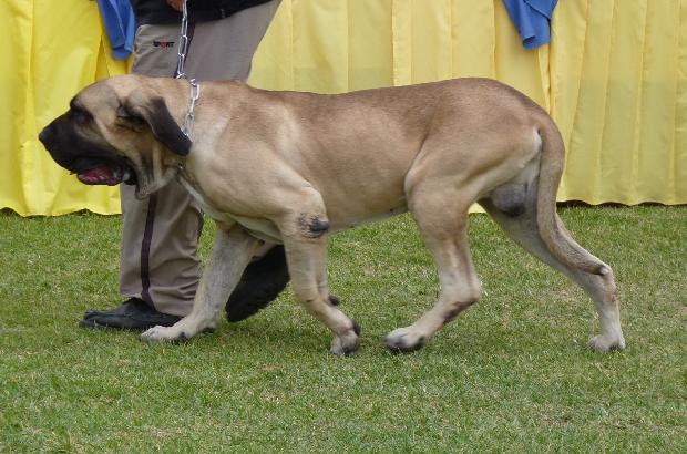 Fila Brasileiro