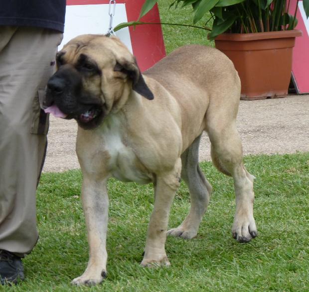 Fila Brasileiro