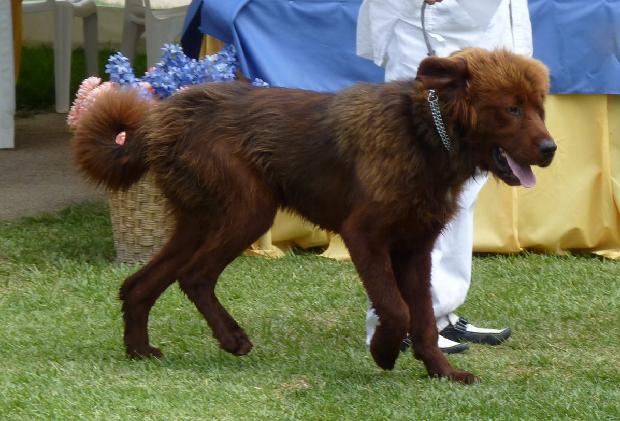 Dogue do Tibete