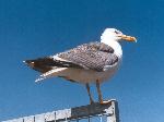 Aves