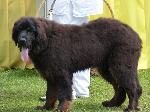 Cães