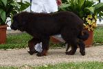 Cães