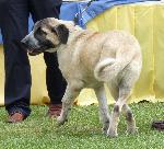 Cães