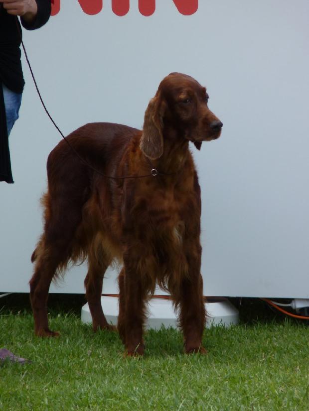Setter Irlandês Vermelho