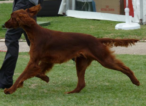Setter Irlandês Vermelho