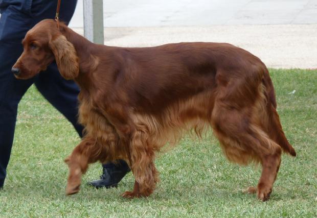 Setter Irlandês Vermelho