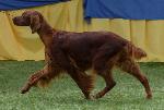 Cães