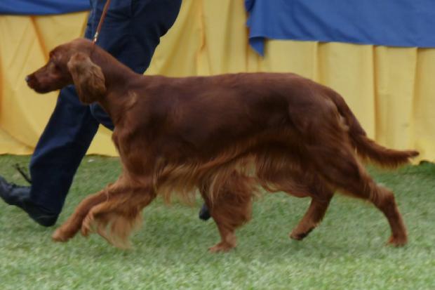 Setter Irlandês Vermelho