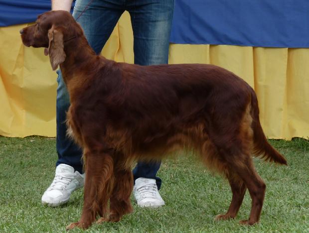 Setter Irlandês Vermelho