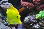 Cirurgião-amarelo <i>(Zebrasoma flavescens)</i>