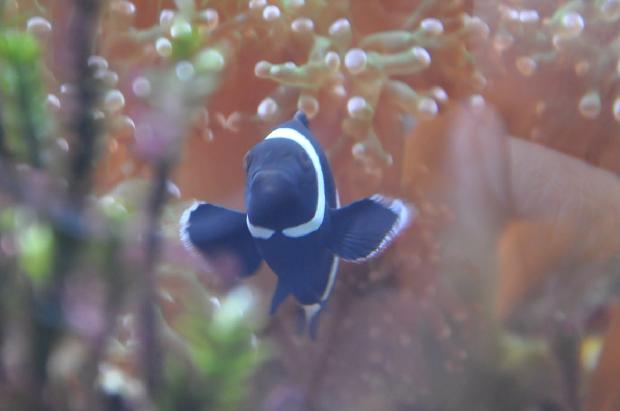 Peixe-palhaço-preto-e-branco