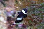 Peixe-palhaço <i>(Amphiprion ocellaris)</i>