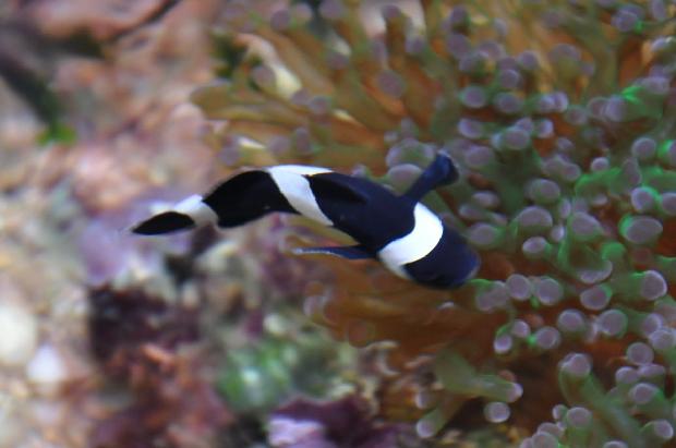Peixe-palhaço-preto-e-branco
