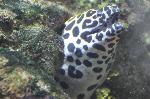 Moreia-pintada <i>(Gymnothorax favagineus)</i>