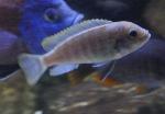Mbuna <i>(Maylandia zebra)</i>