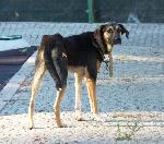 Cães