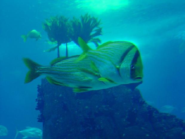 Peixes