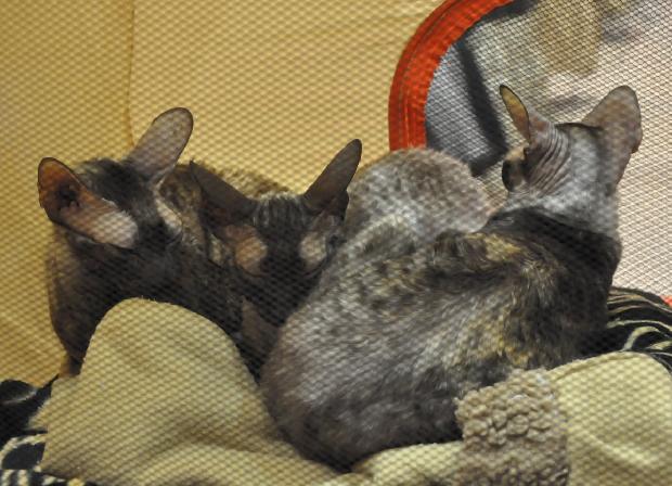 Cornish Rex