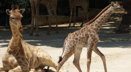 Girafa Valentina e mãe