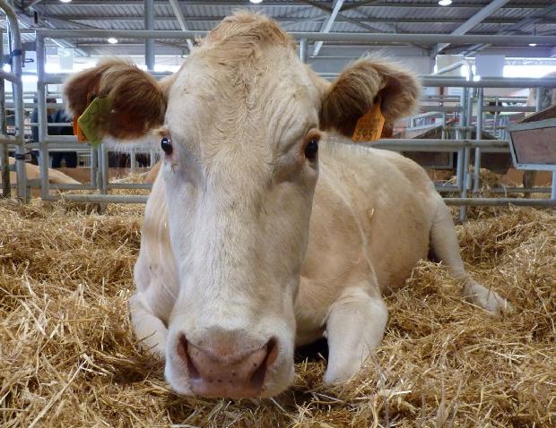 Vaca Blonde D`Aquitaine