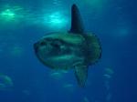 Peixe-lua <i>(Mola mola)</i>
