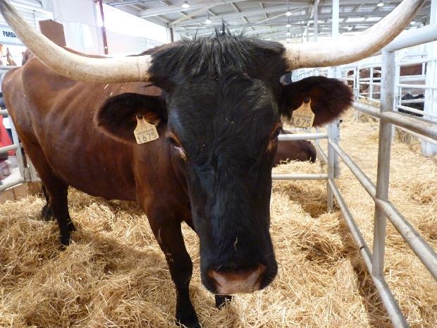 Vaca Garvoneza